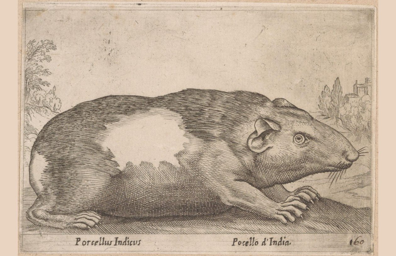 Kawia Porcellus Indicus/ Pocello d