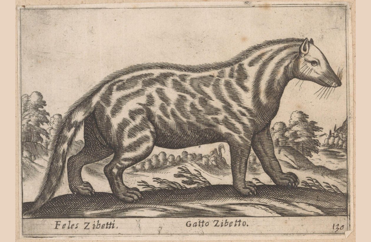 Civetkat Feles Zibetti / Cat Civet (tytuł na obiekcie) Dieren en fabelwezens (tytuł serii) Kolekcja Nova najbardziej ciekawskich zwierząt na świecie (tytuł serii) autorstwa Antonio Tempesta