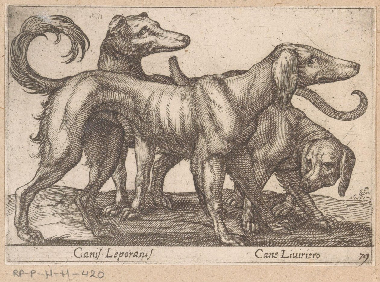 Trzy psy Canis Leporius / Cane Liviriero (tytuł na obiekcie) Zwierzęta i mityczne stworzenia (tytuł serii) Nova raccolta de li animali piu curiosi del mondo (tytuł serii) autorstwa Antonio Tempesta