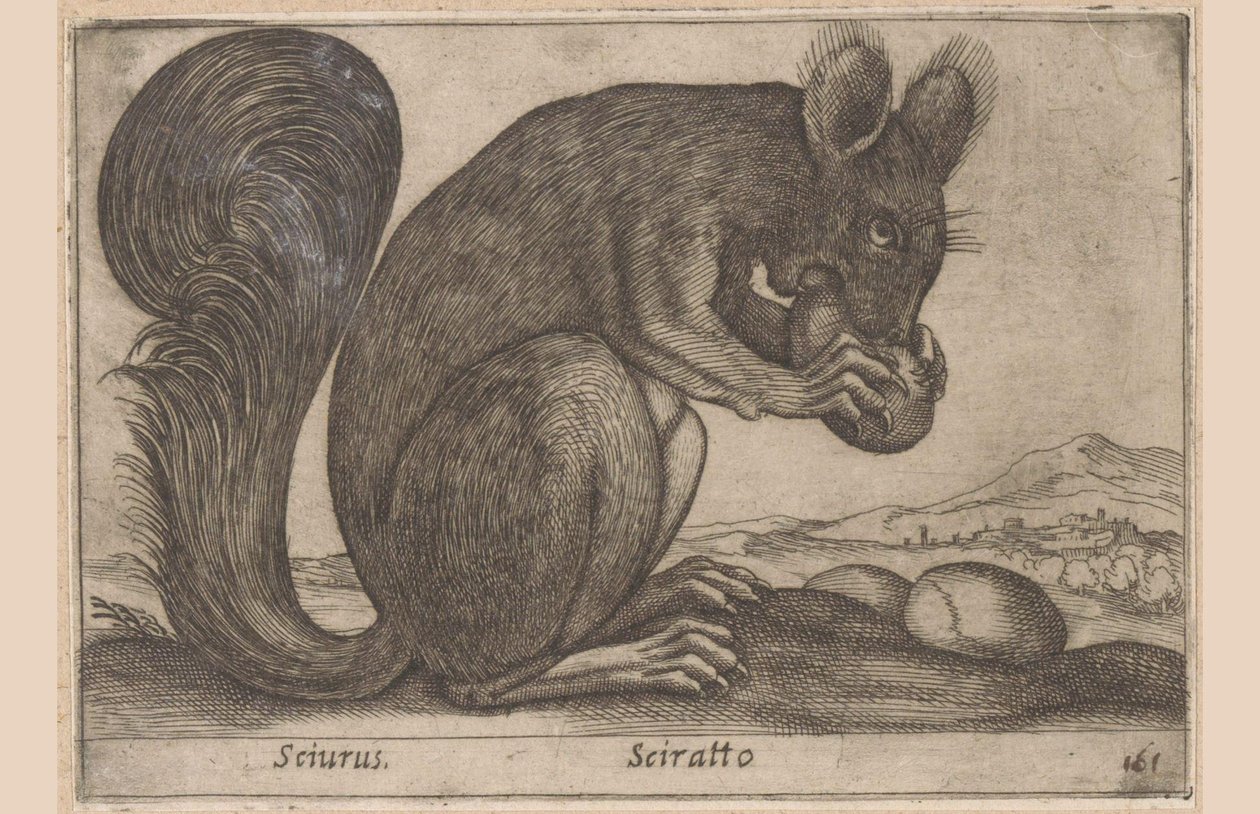 Ekhorn Sciurus/ Sciratto (tytuł na obiekcie) Dieren en fabelwezens (tytuł serii) Nowe ciekawe małe zwierzątko na świecie (tytuł serii) autorstwa Antonio Tempesta