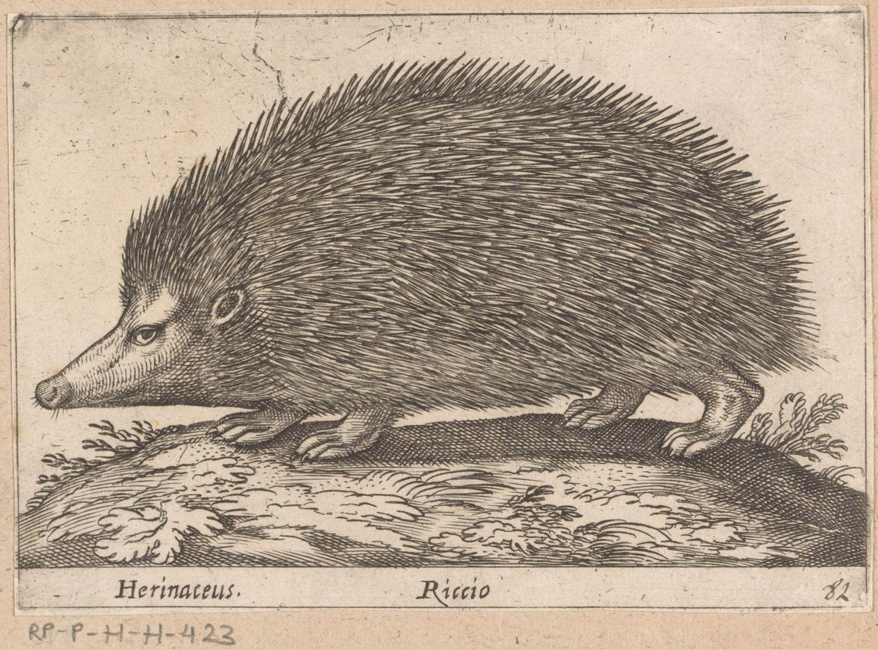 Egel Herinaceus/ Riccio (tytuł na obiekcie) Dieren en fabelwezens (tytuł serii) Nova raccolta de li animali piu curiosi del mondo (tytuł serii) autorstwa Antonio Tempesta