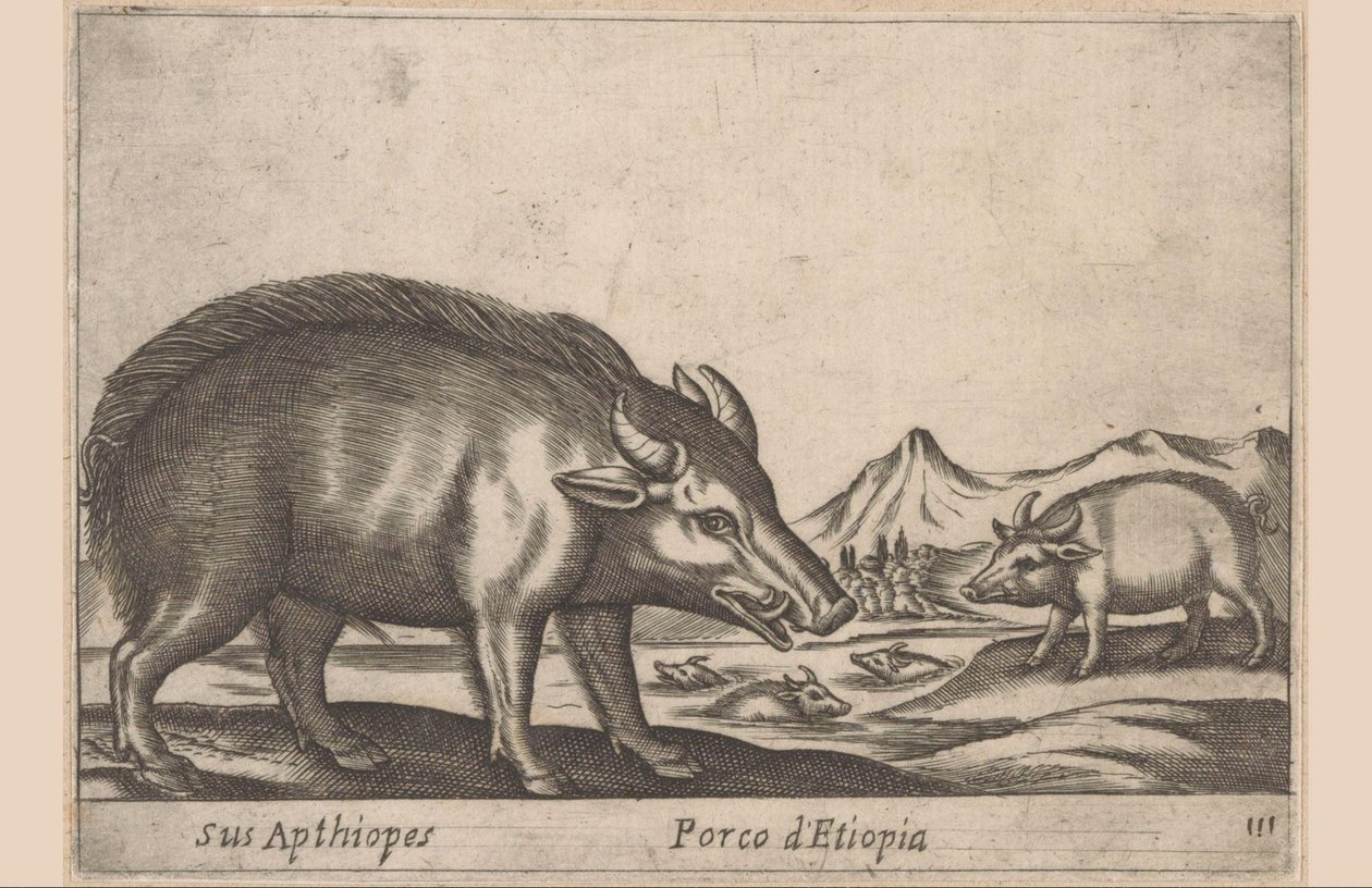 Prace etiopskie His Apthiopes/ Ethiopian Pig (tytuł na obiekcie) Dieren en fabelwezens (tytuł serii) Nowe ciekawe małe zwierzątko na świecie (tytuł serii) autorstwa Antonio Tempesta