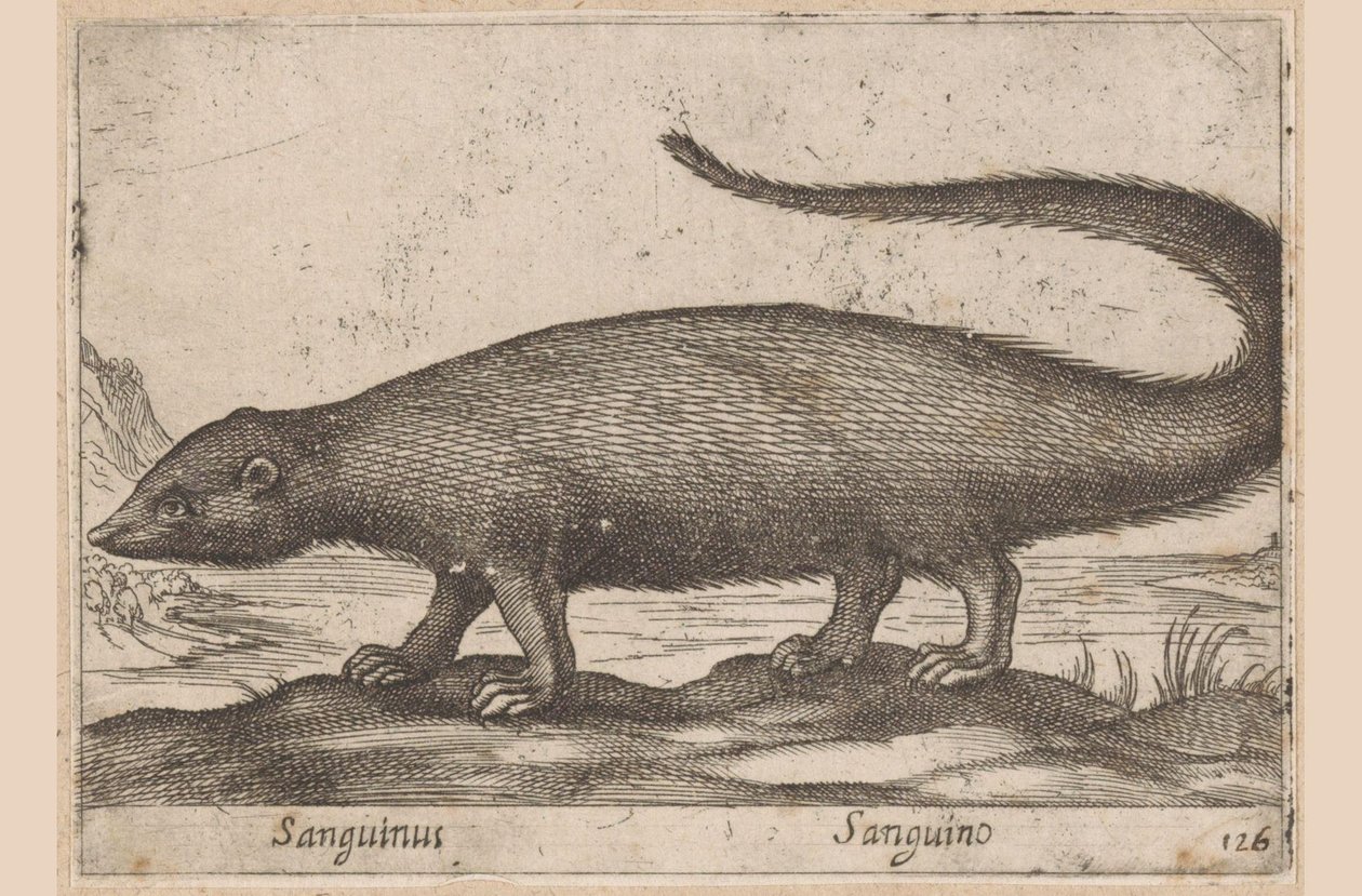 Szybko Sanguinus/ Sanguino (tytuł na obiekcie) Dieren en fablewezens (tytuł serii) Nowa kolekcja najciekawszych zwierząt świata (tytuł serii) autorstwa Antonio Tempesta