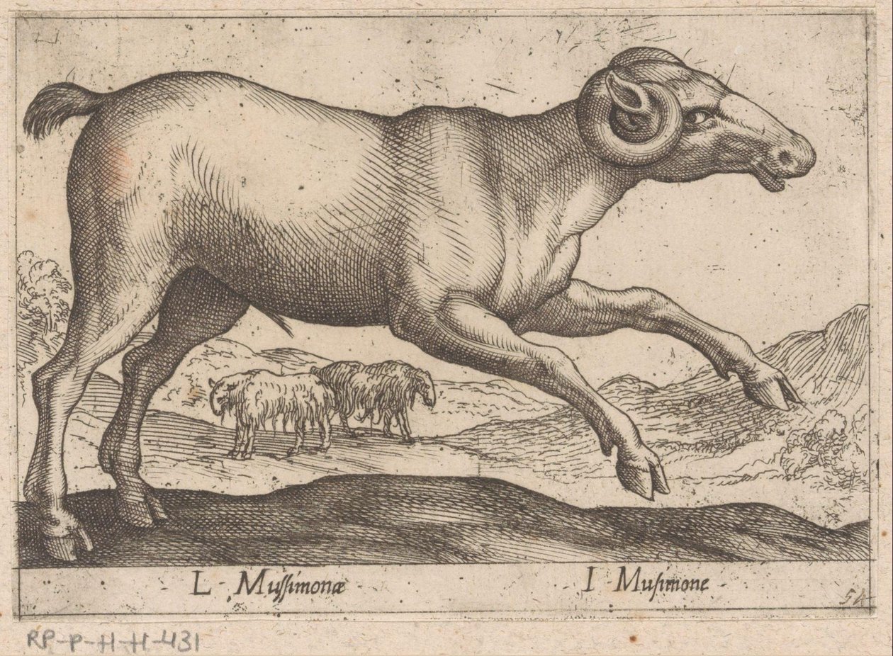 kozia L Mussimonae/ I Musimone (tytuł na obiekcie) Dieren en fablewezens (tytuł serii) Nowa kolekcja najciekawszych zwierząt świata (tytuł serii) autorstwa Antonio Tempesta