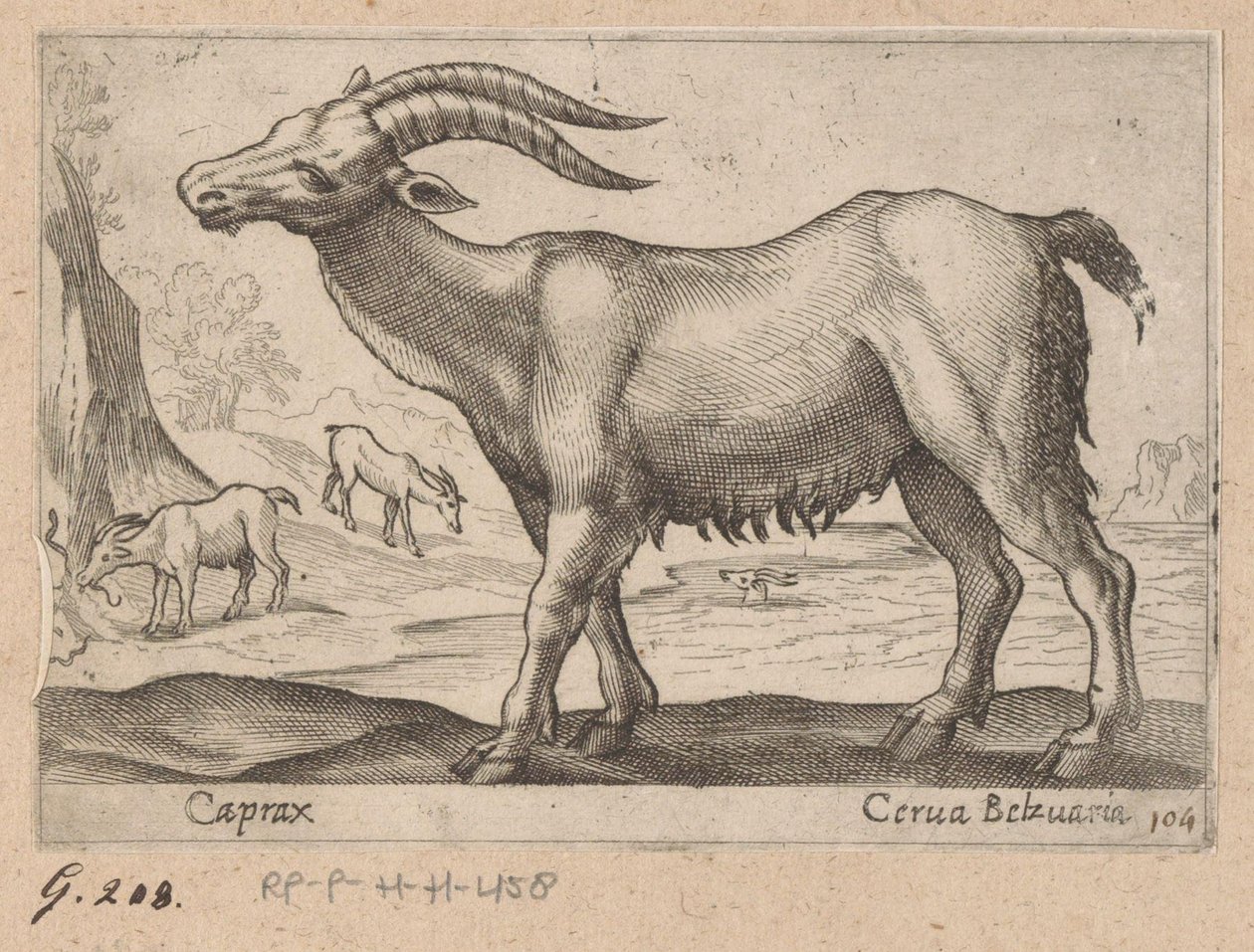 Klejnoty Caprax/ Cerua Belzuaria (tytuł na obiekcie) Dieren en fablewezens (tytuł serii) Nowa kolekcja najciekawszych zwierząt świata (tytuł serii) autorstwa Antonio Tempesta