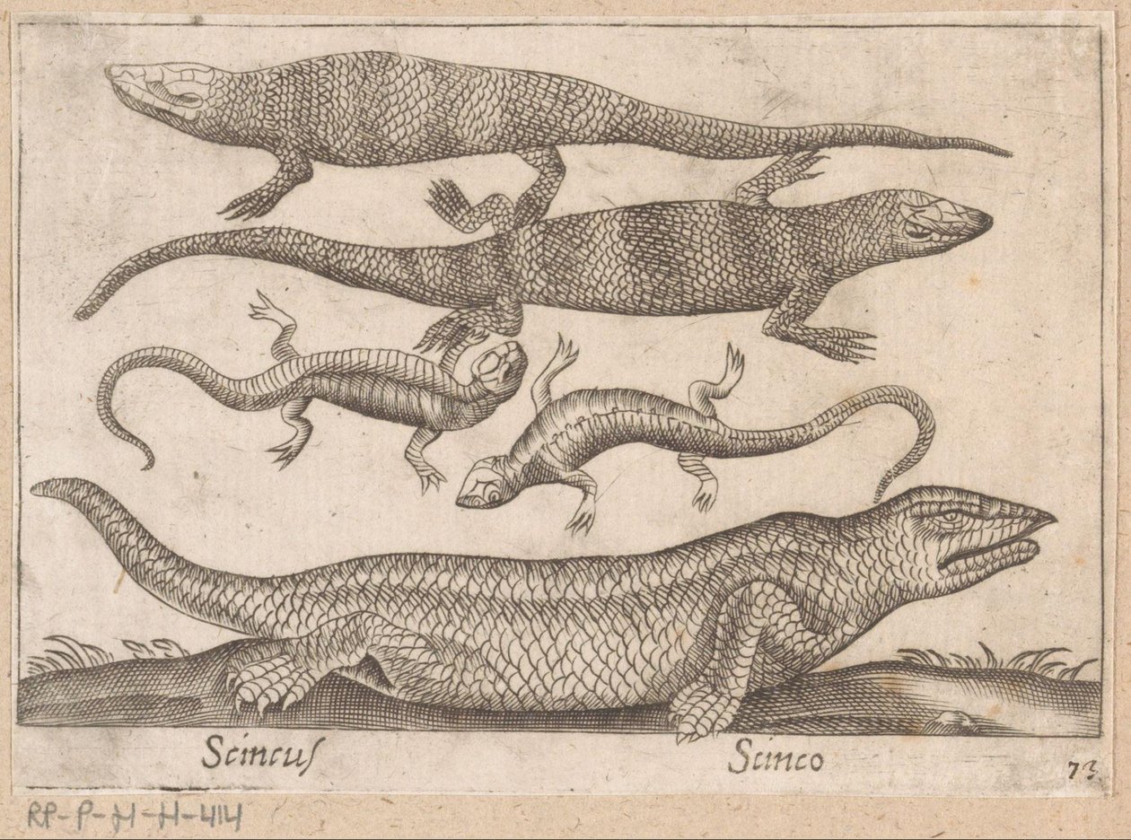Hagedissen Skincus (tytuł na obiekcie) Dieren en fablewezens (tytuł serii) Nova raccolta de li animali piu curiosi del mondo (tytuł serii) autorstwa Antonio Tempesta