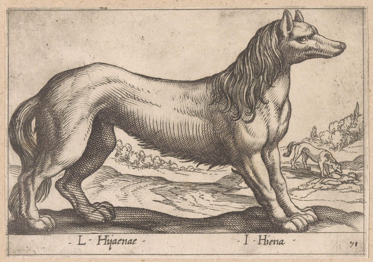hiena L Hijanae/ I Hyena (tytuł na obiekcie) Dieren en fabelwezens (tytuł serii) Nova raccolta de li animali piu curiosi del mondo (tytuł serii) autorstwa Antonio Tempesta