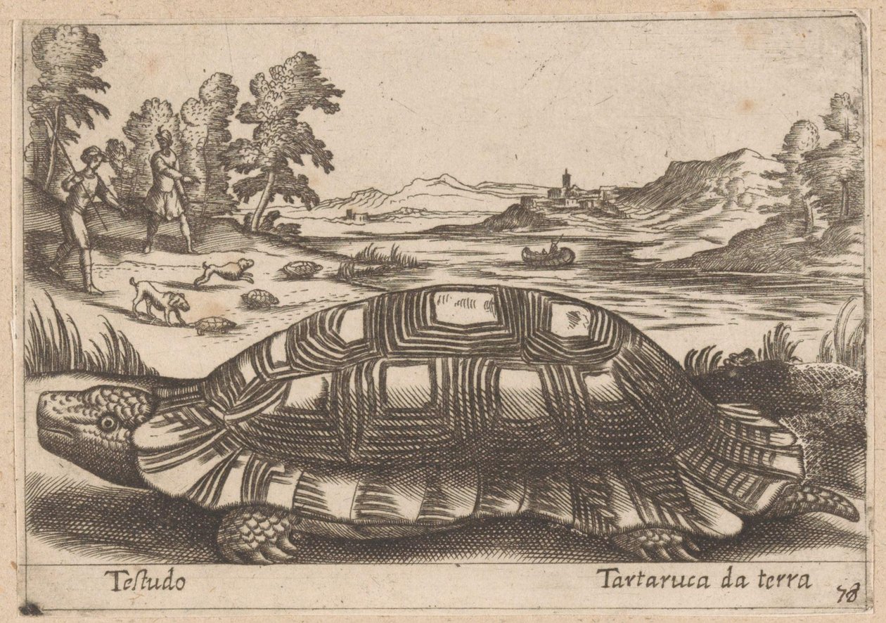 Landschildpad Testudo / Żółw ziemny (tytuł na obiekcie) Dieren en fabelwezens (tytuł serii) Kolekcja Nova najbardziej ciekawskich zwierząt na świecie (tytuł serii) autorstwa Antonio Tempesta
