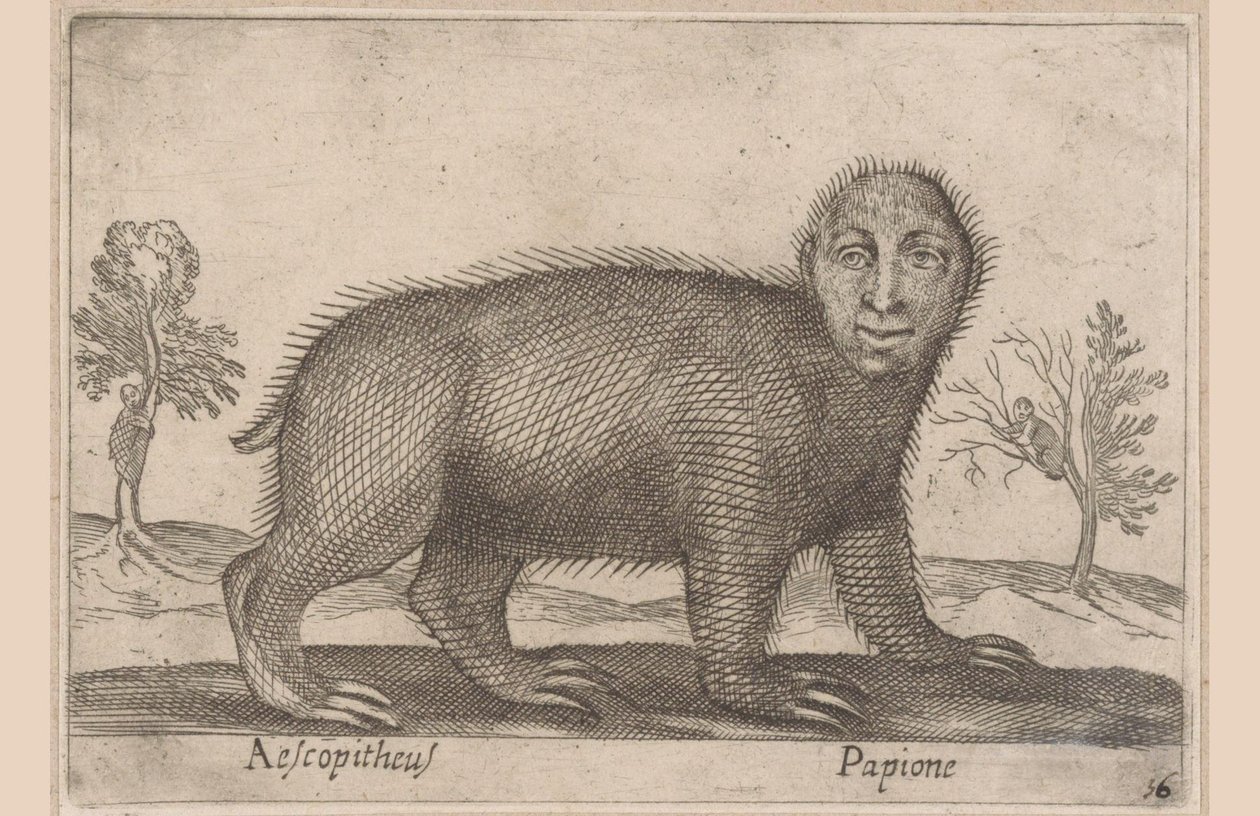 Leniwiec Aescopitheus/ Papione (tytuł na obiekcie) Zwierzęta i mityczne stworzenia (tytuł serii) Nova raccolta de li animali piu curiosi del mondo (tytuł serii) autorstwa Antonio Tempesta