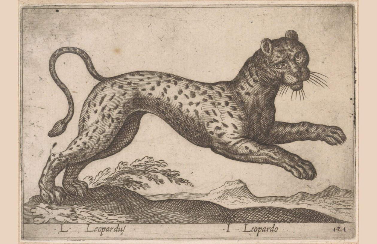 Lampart L Leopardus/ I Leopardo (tytuł na obiekcie) Dieren en fablewezens (tytuł serii) Nowa kolekcja najciekawszych zwierząt świata (tytuł serii) autorstwa Antonio Tempesta