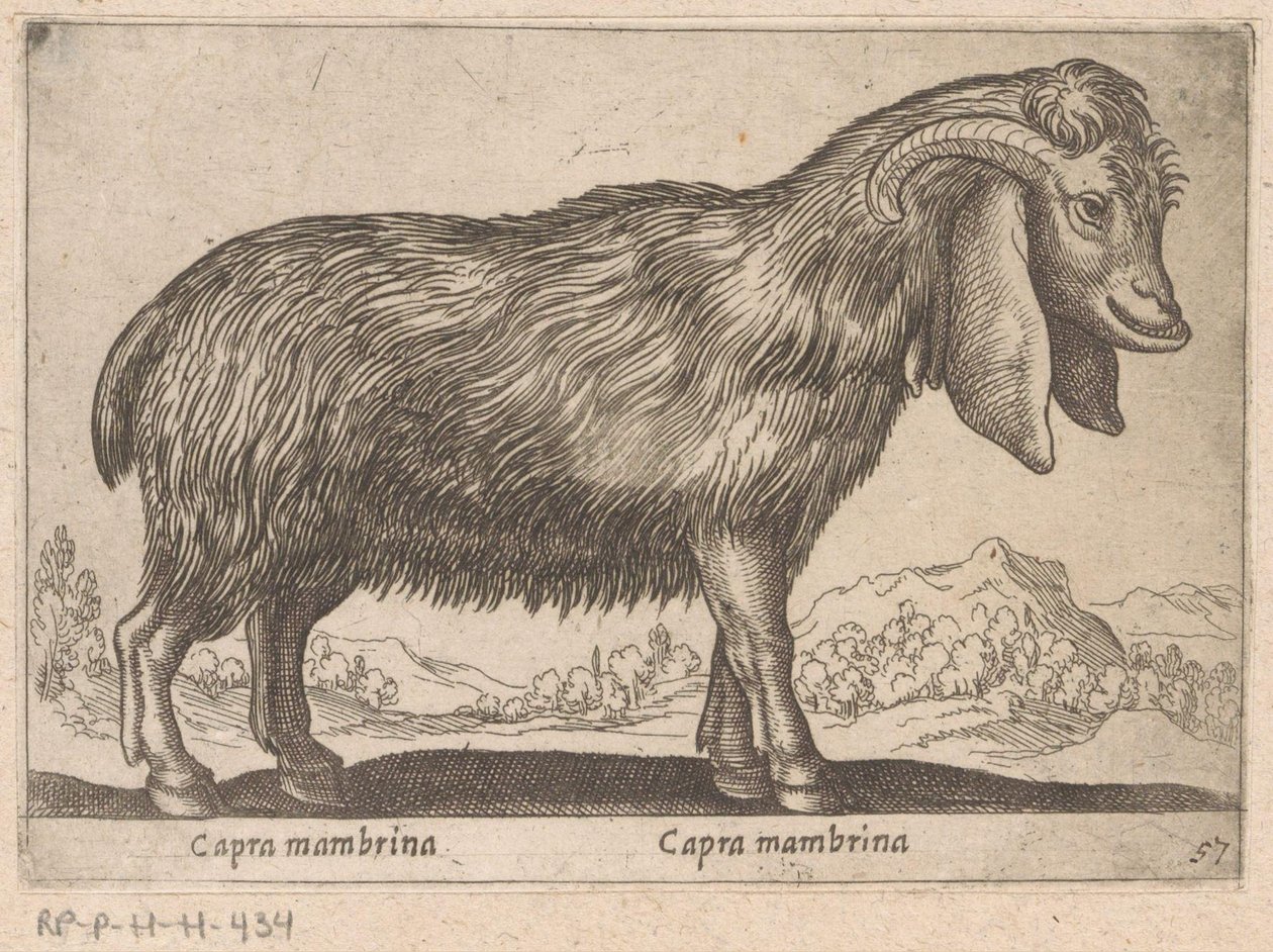 Geit membrynowy Capra mambrina/ Capra mambrina (tytuł na obiekcie) Dieren en fablewezens (tytuł serii) Nowa kolekcja najciekawszych zwierząt świata (tytuł serii) autorstwa Antonio Tempesta