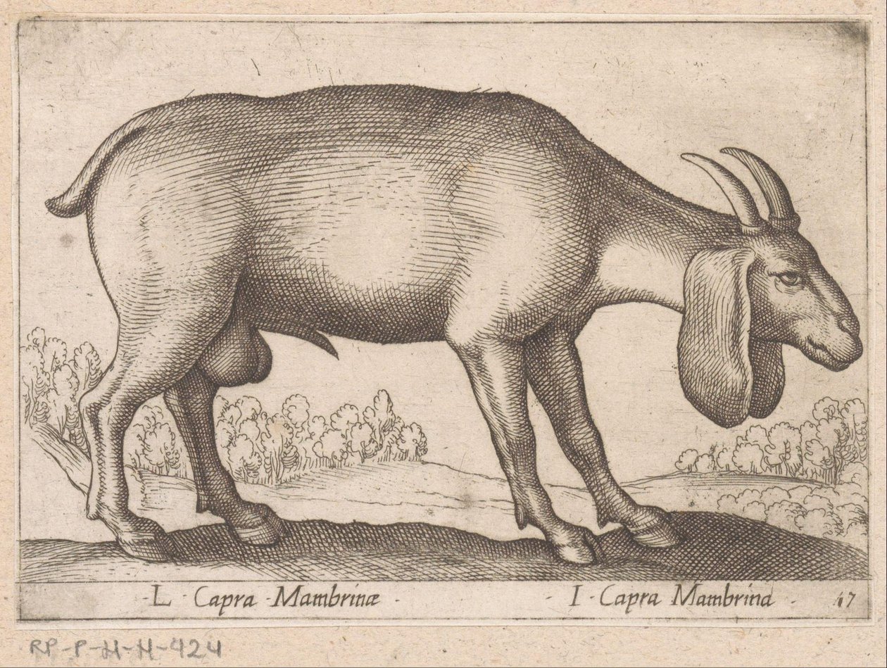 Geit membrynowy L Capra Mambrinae/ I Capra Mambrina (tytuł na obiekcie) Dieren en fablewezens (tytuł serii) Nowa kolekcja najciekawszych zwierząt świata (tytuł serii) autorstwa Antonio Tempesta