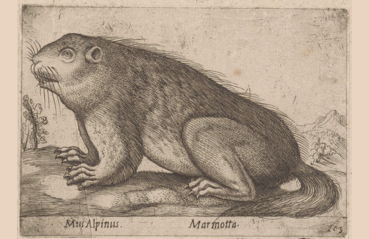 on mamrocze Mysz Alpejska / Marmotta (tytuł na obiekcie) Dieren en fablewezens (tytuł serii) Nova raccolta de li animali piu curiosi del mondo (tytuł serii) autorstwa Antonio Tempesta
