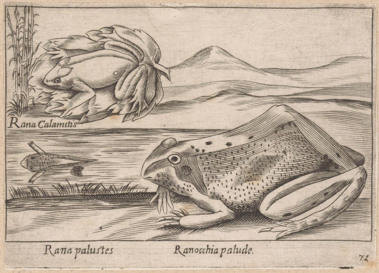 Moeras Kikkers Marsh Frog / Marsh Frog (tytuł na obiekcie) Dieren en fabelwezens (tytuł serii) Kolekcja Nova najbardziej ciekawskich zwierząt na świecie (tytuł serii) autorstwa Antonio Tempesta