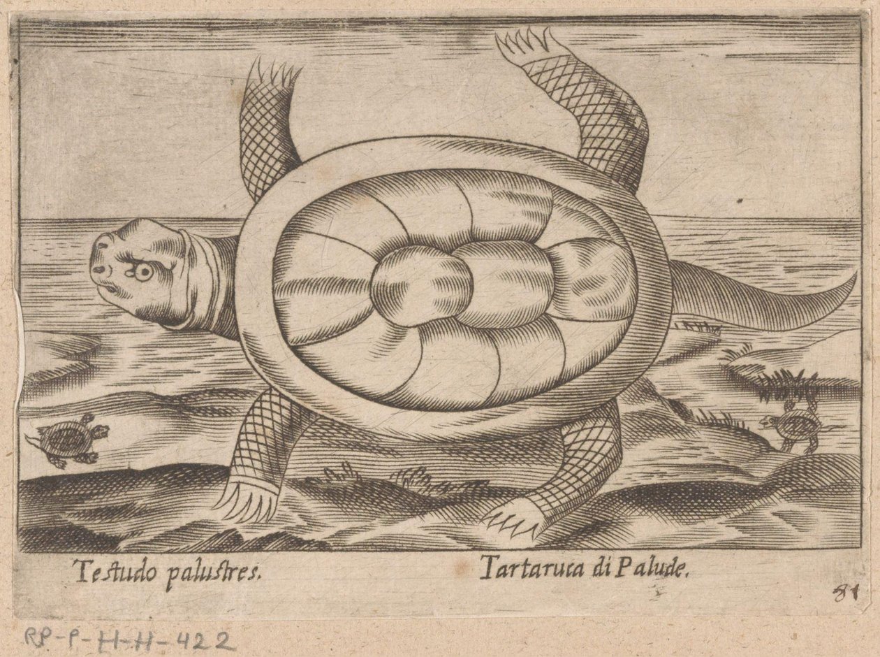 Podkładka Moerass Testudo palustres/ Tartaruca di Palude (tytuł na obiekcie) Dieren en fablewezens (tytuł serii) Nova raccolta de li animali piu curiosi del mondo (tytuł serii) autorstwa Antonio Tempesta