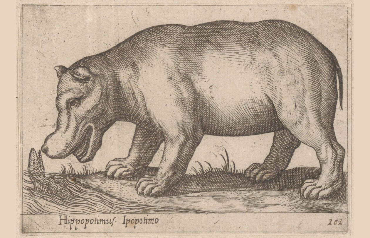 Hipopotam Hipopotam/Ippopotamo (tytuł na obiekcie) Zwierzęta i mityczne stworzenia (tytuł serii) Nova raccolta de li animali piu curiosi del mondo (tytuł serii) autorstwa Antonio Tempesta