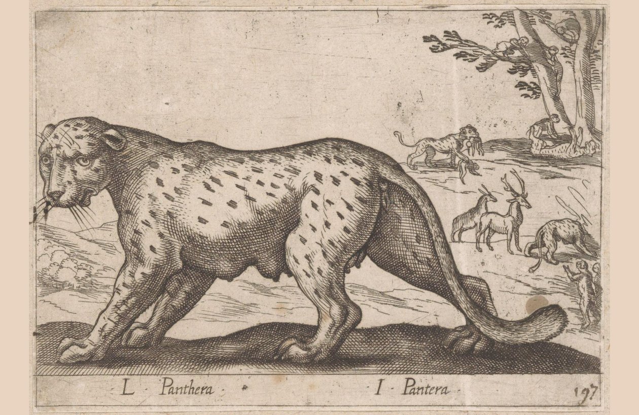 Pantera L Panthera/ I Panthera (tytuł na obiekcie) Dieren en fablewezens (tytuł serii) Nowa kolekcja najciekawszych zwierząt świata (tytuł serii) autorstwa Antonio Tempesta