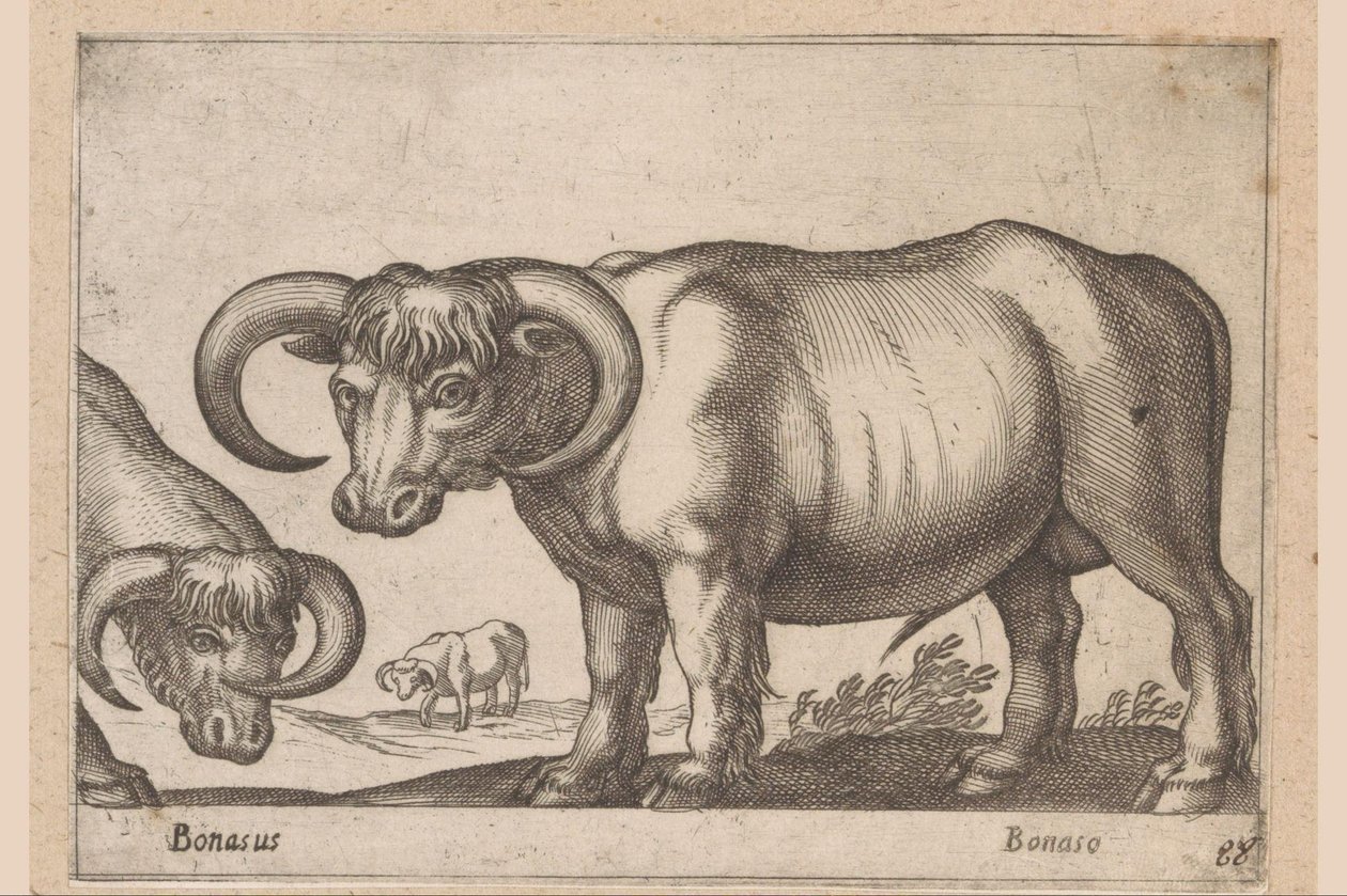 bydło Bonasus/ Bonaso (tytuł na obiekcie) Zwierzęta i mityczne stworzenia (tytuł serii) Nova raccolta de li animali piu curiosi del mondo (tytuł serii) autorstwa Antonio Tempesta