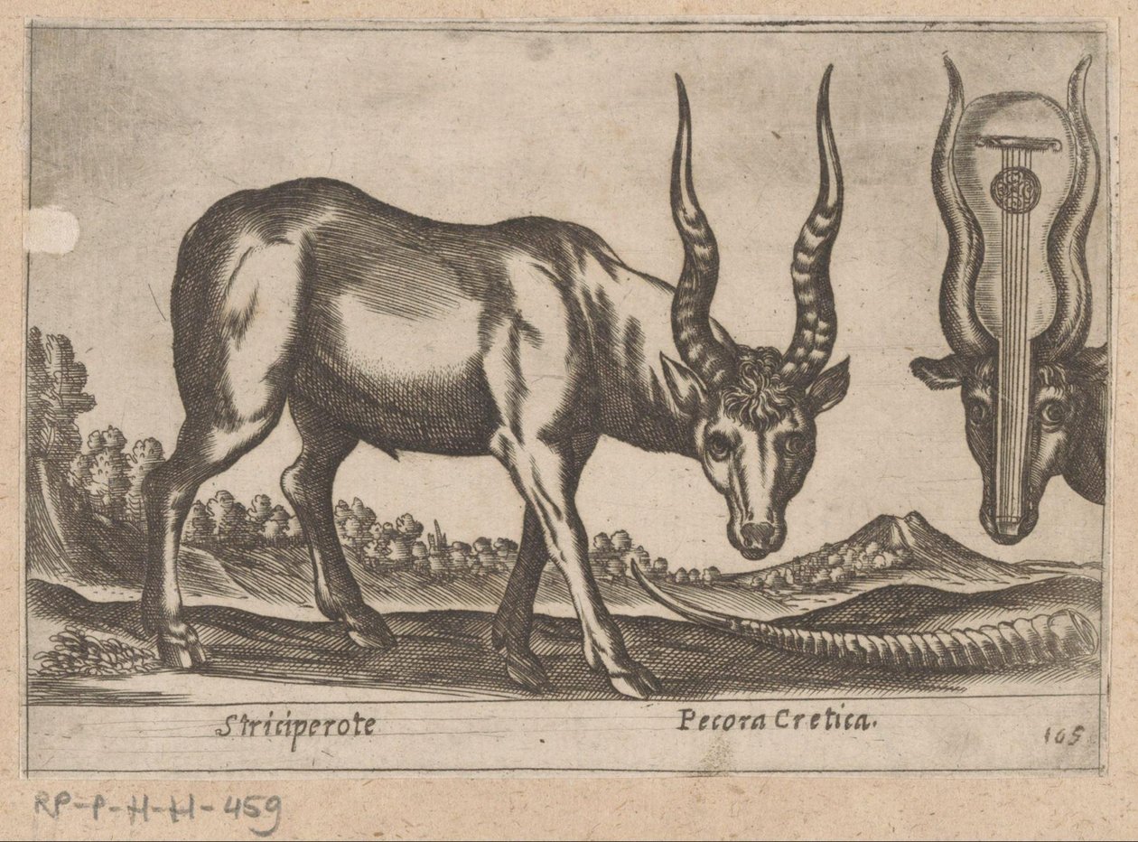 Dwie antylopy Striciperote/ Bydło kreteńskie (tytuł na obiekcie) Dieren en fablewezens (tytuł serii) Nova raccolta de li animali piu curiosi del mondo (tytuł serii) autorstwa Antonio Tempesta
