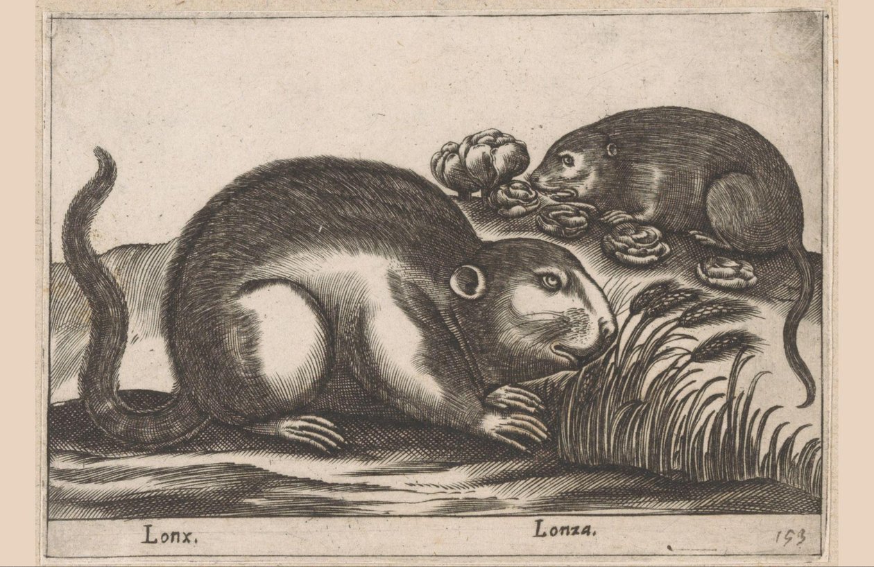 Dwa piżmaki Lonx/Lonza (tytuł na obiekcie) Zwierzęta i mityczne stworzenia (tytuł serii) Nova raccolta de li animali piu curiosi del mondo (tytuł serii) autorstwa Antonio Tempesta