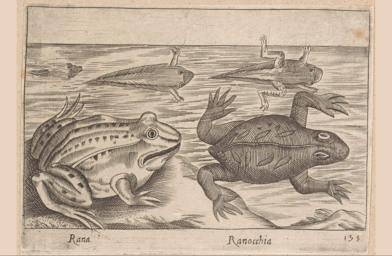 Pięć etapów żaby Rana/ Ranocchia (tytuł na obiekcie) Zwierzęta i mityczne stworzenia (tytuł serii) Nova raccolta de li animali piu curiosi del mondo (tytuł serii) autorstwa Antonio Tempesta