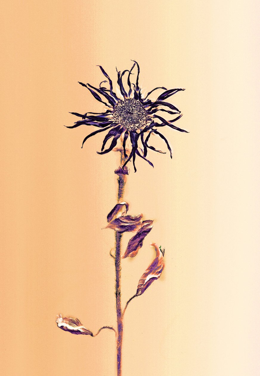 Starożytny kwiat - morela, 2025 r. (zdjęcie) autorstwa Antonius Antonius