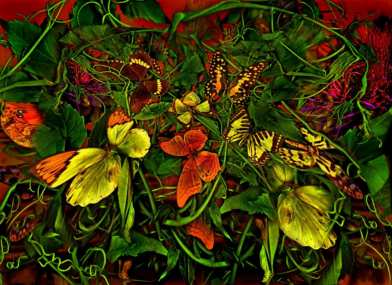  autorstwa Antonius Antonius