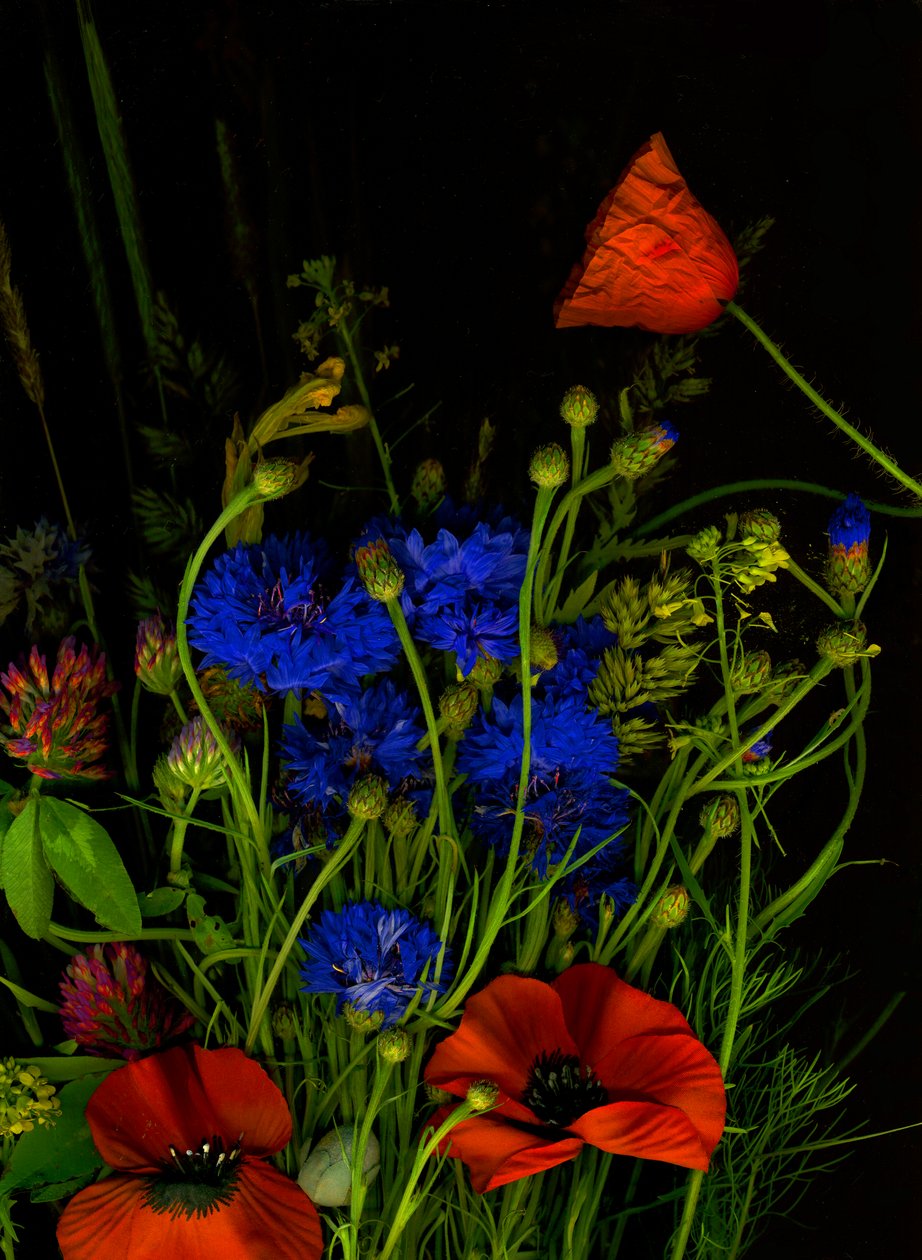  autorstwa Antonius Antonius