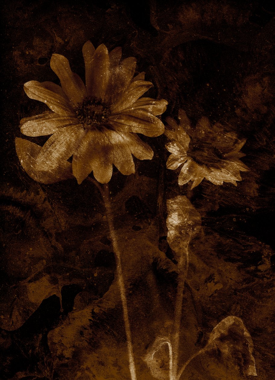 Kwiat autorstwa Antonius Antonius