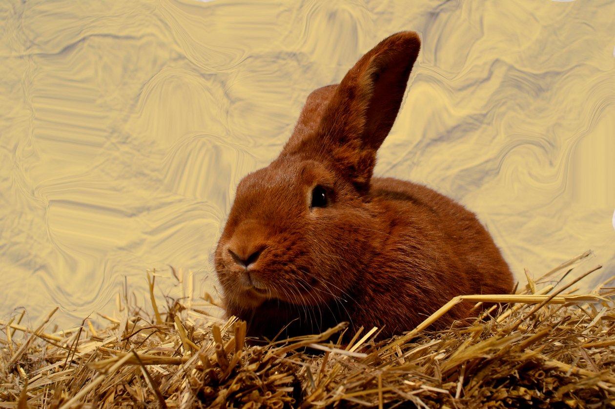  autorstwa Antonius Antonius