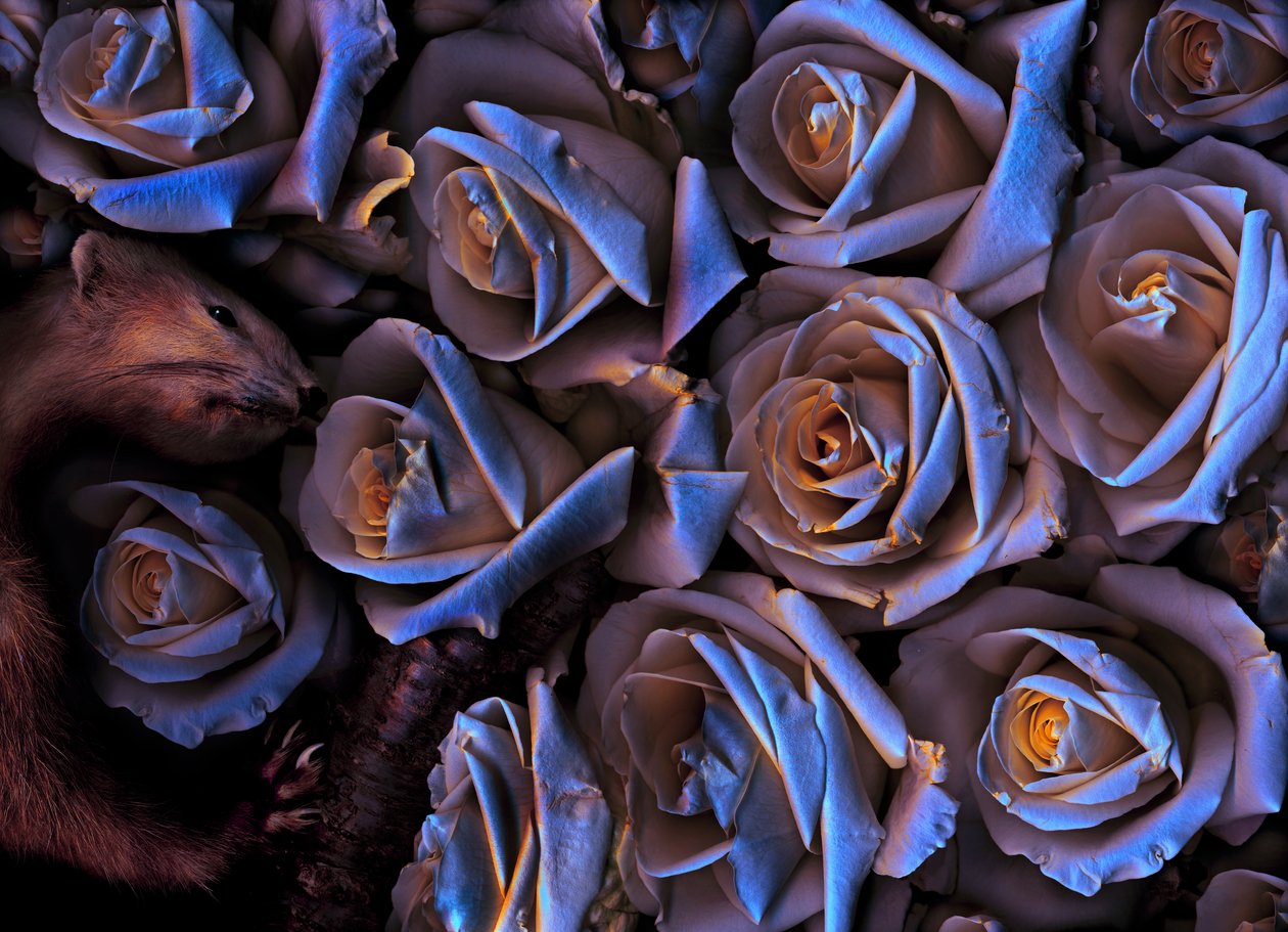  autorstwa Antonius Antonius