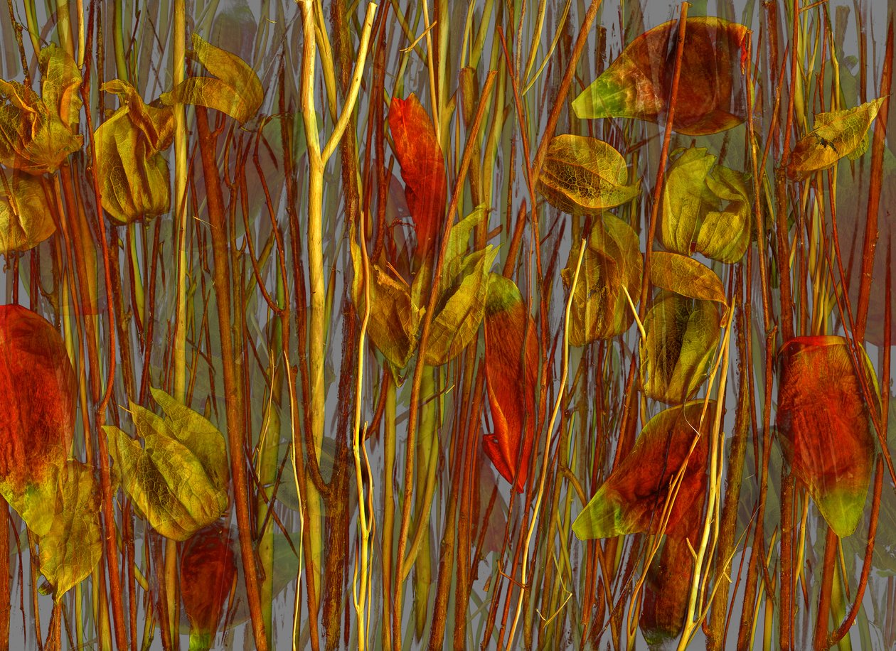  autorstwa Antonius Antonius