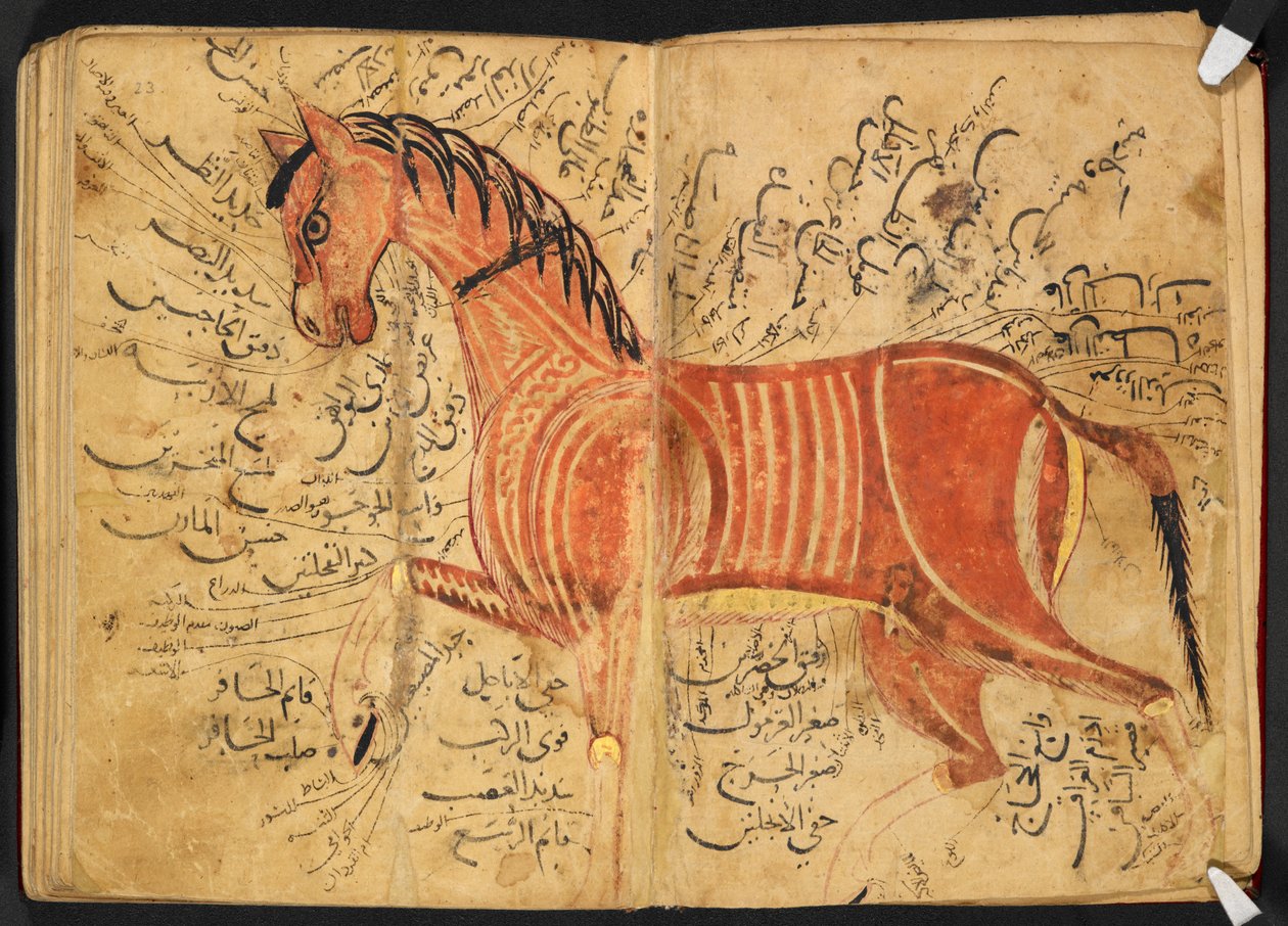 Koń, z „Kitāb al-bayṭarah” przez Azdī, Amad ibn ʿAtīq autorstwa Arabic School