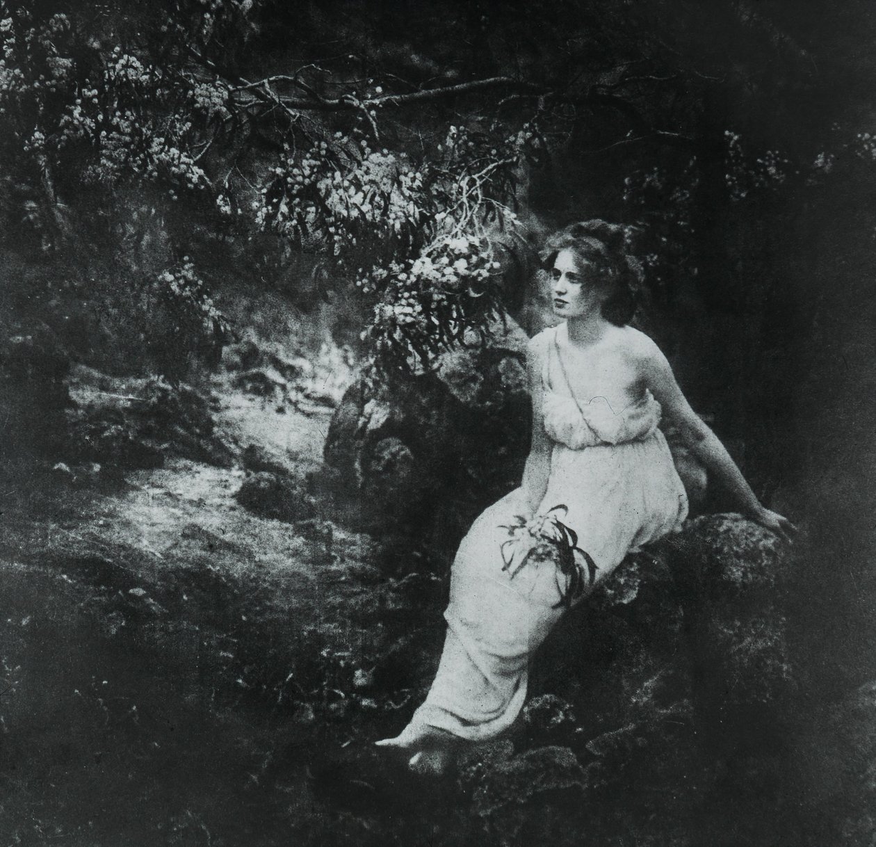 Grzechotka nadbrzeżna, Acacia longifolia autorstwa Archibald James Campbell