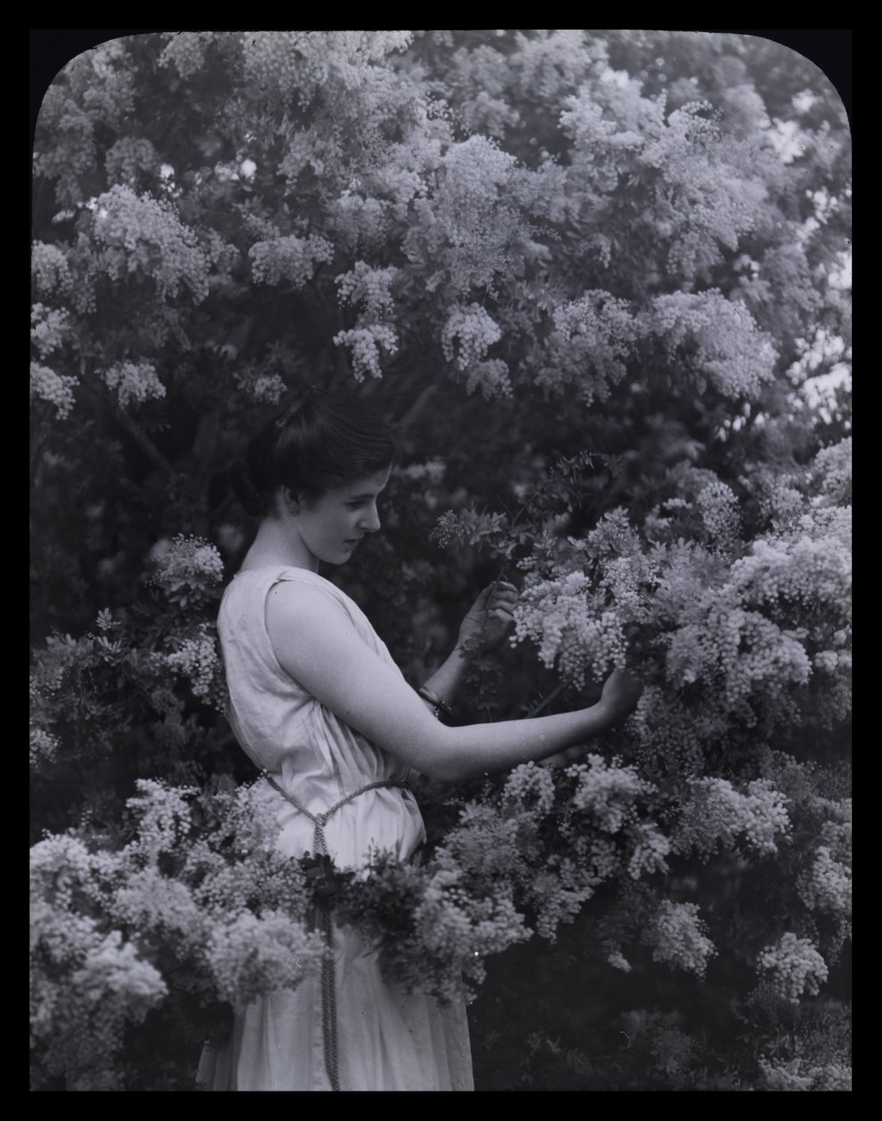 Cootamundra akacja autorstwa Archibald James Campbell