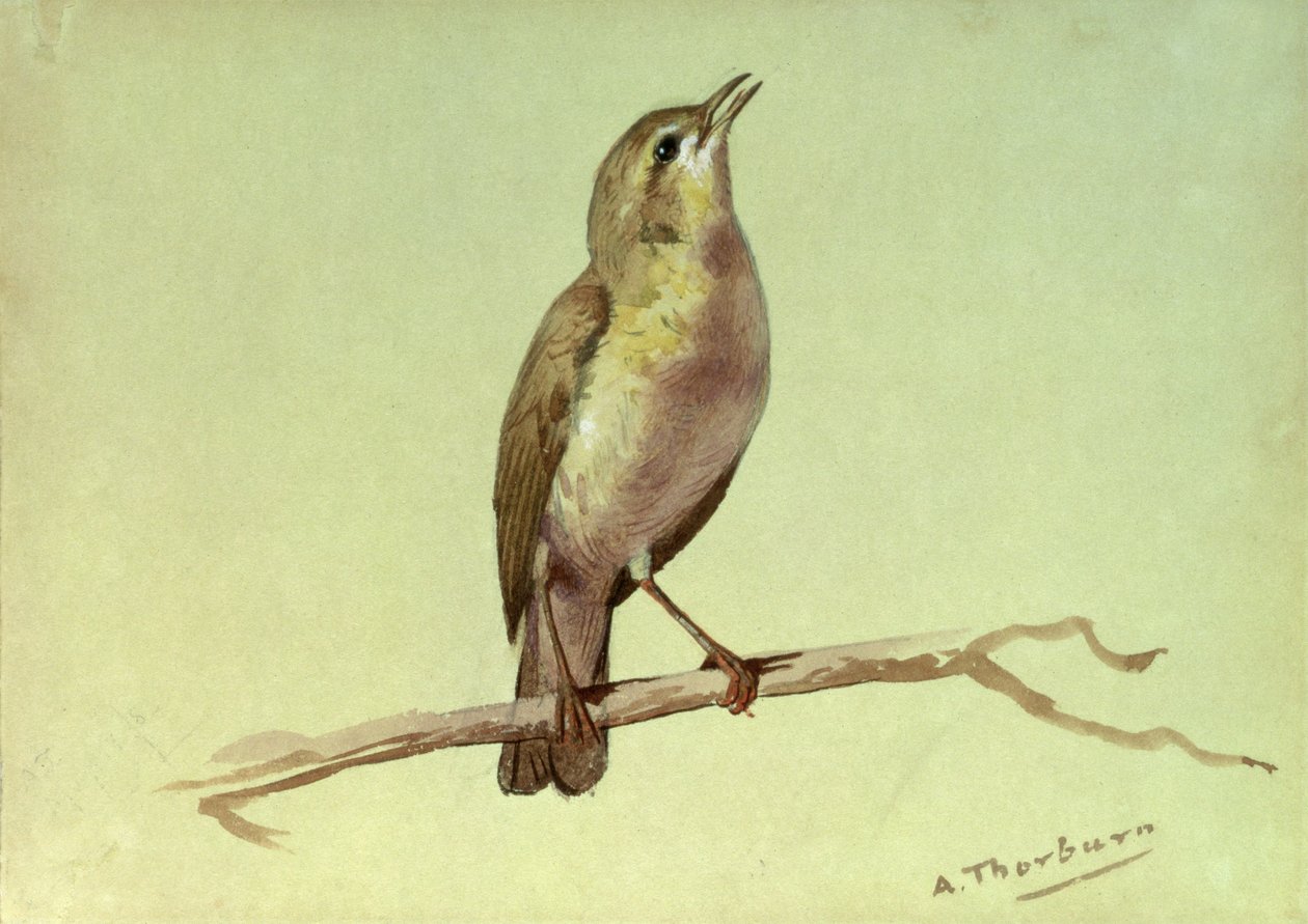 Skowronek (wc podwyższony białym) autorstwa Archibald Thorburn