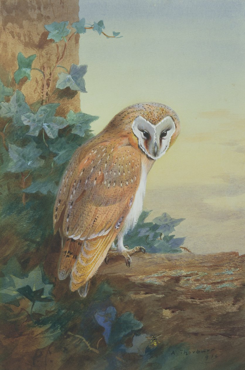 Płomykówka, 1916 (akwarela na papierze) autorstwa Archibald Thorburn
