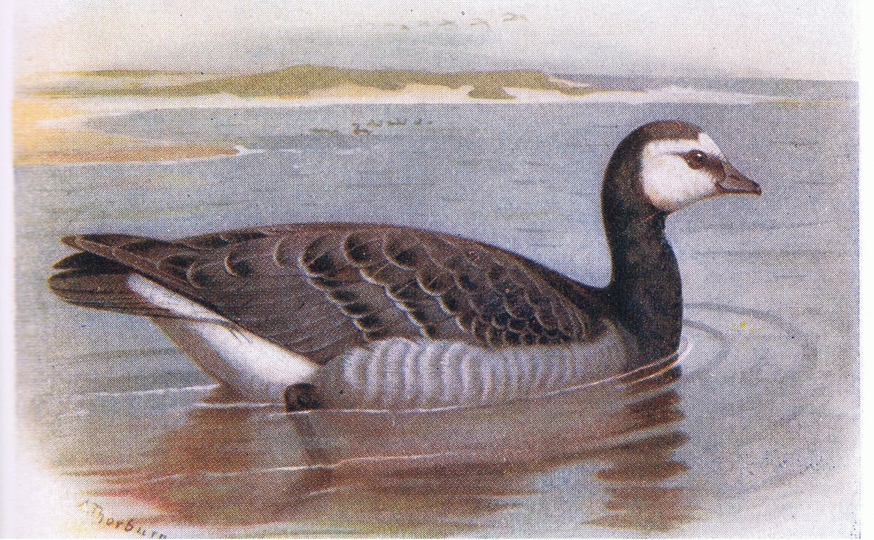 gęś berniklowa autorstwa Archibald Thorburn