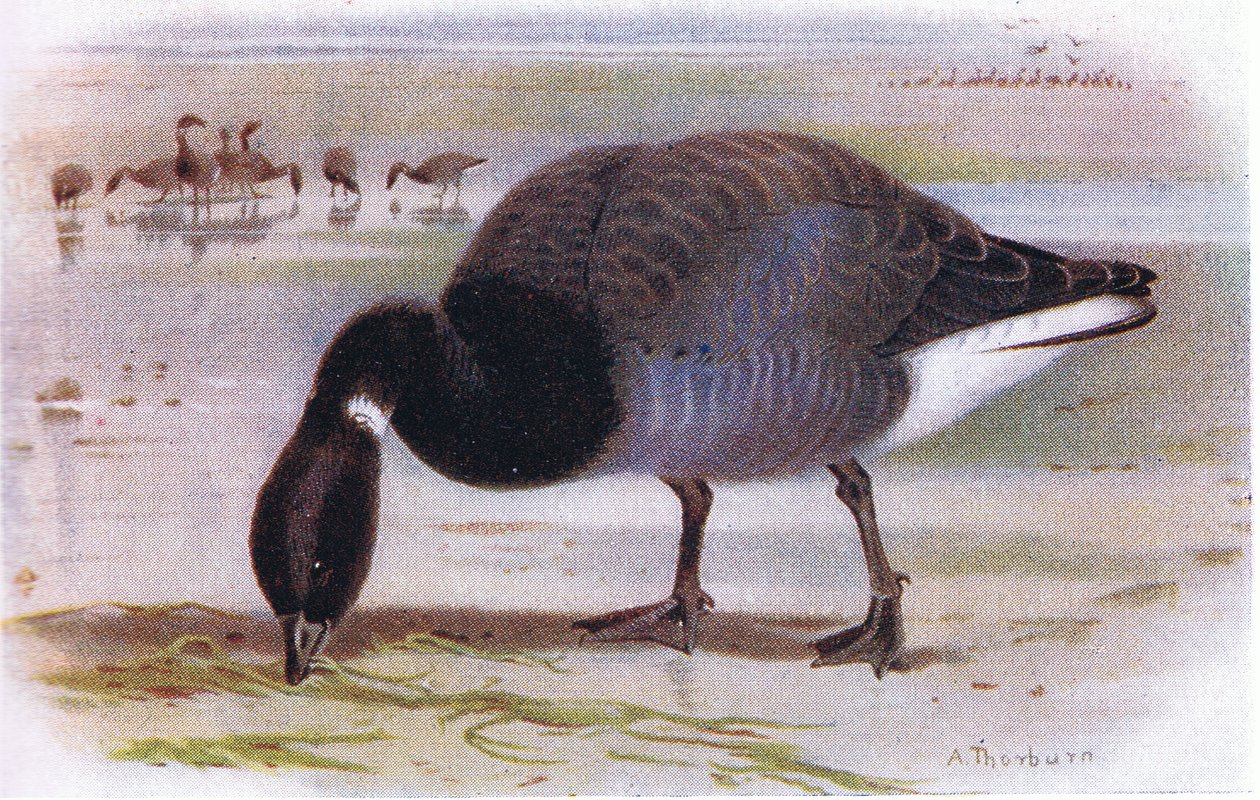 Gęś Brent autorstwa Archibald Thorburn