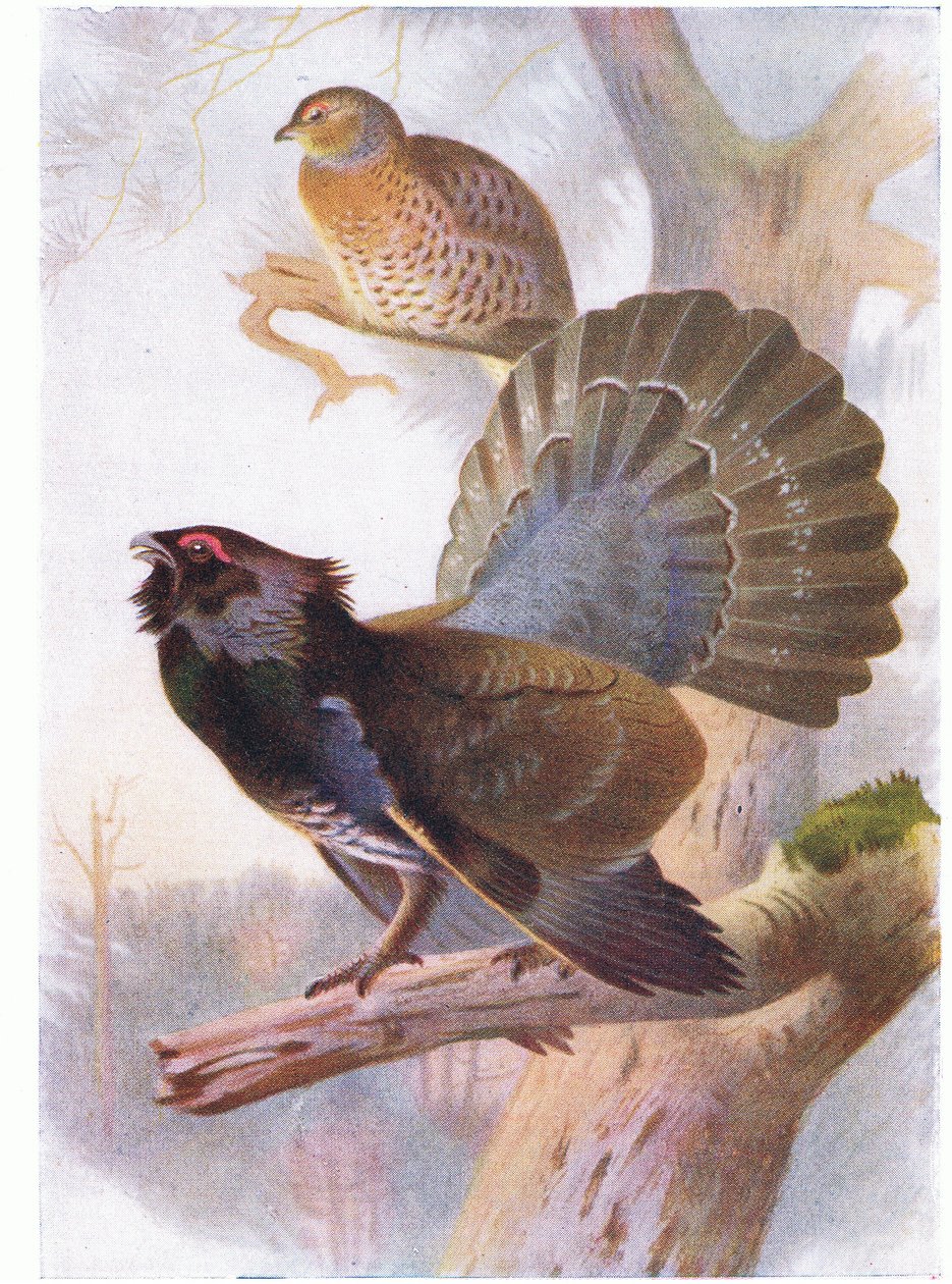 Głuszec autorstwa Archibald Thorburn