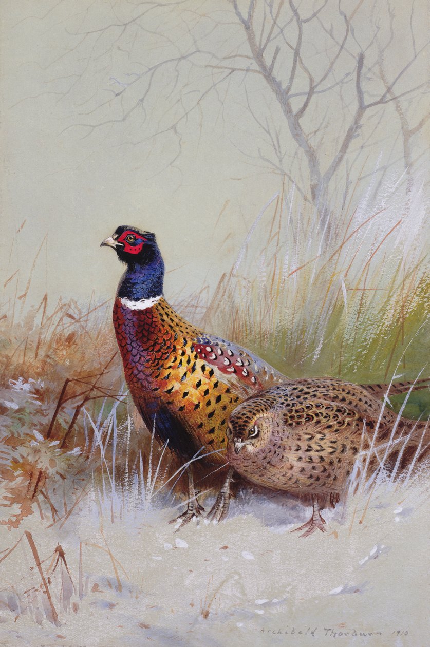 Bażanty chińskie na śniegu, 1910 (wc i gwasz na papierze) autorstwa Archibald Thorburn