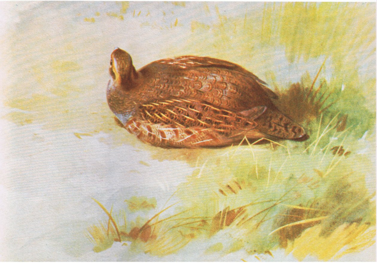 Kuropatwa Wspólna, wyd. przez Book Club Associates, 1972 autorstwa Archibald Thorburn