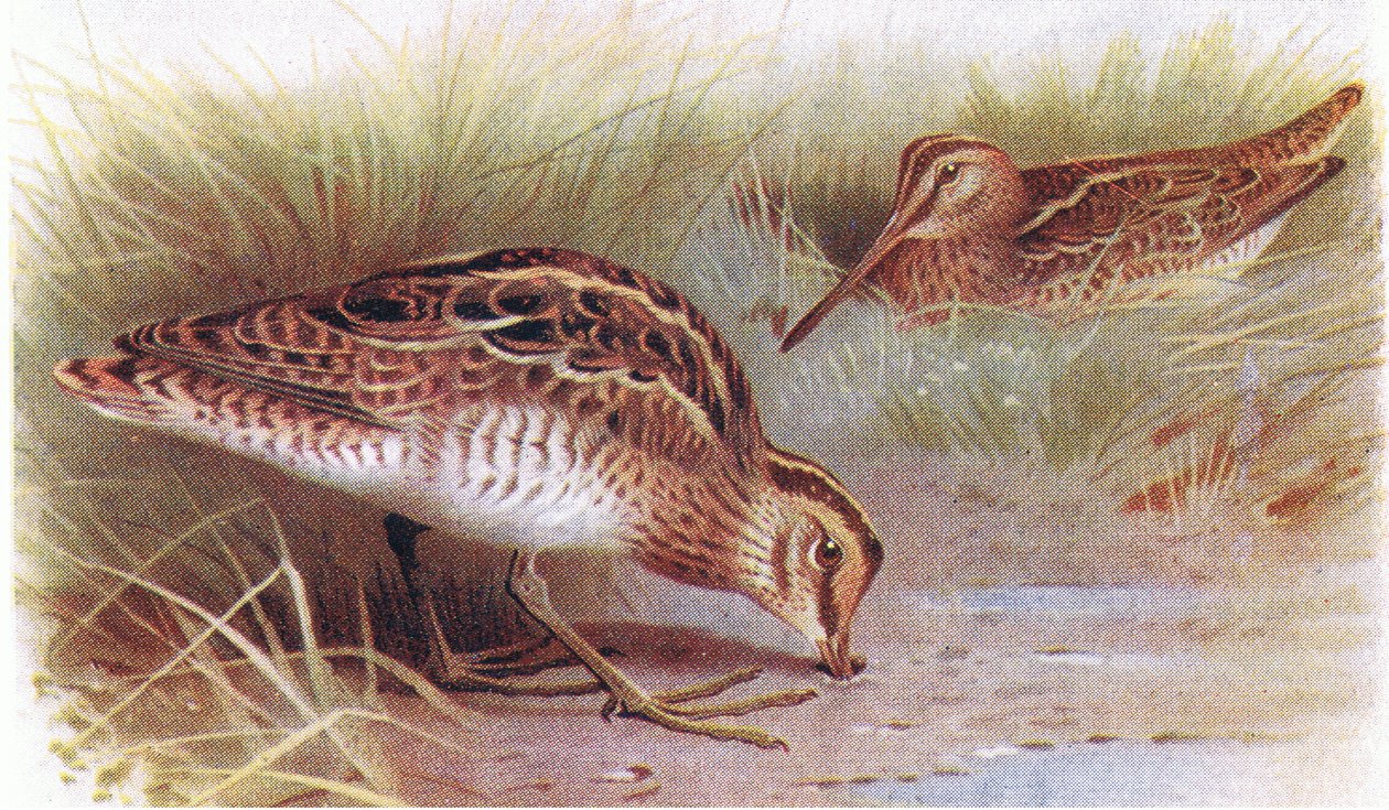 Common Snipe, z Birds of the British Isles and Their Eggs opublikowanej przez Frederick Warne & Co Ltd, 1958 autorstwa Archibald Thorburn