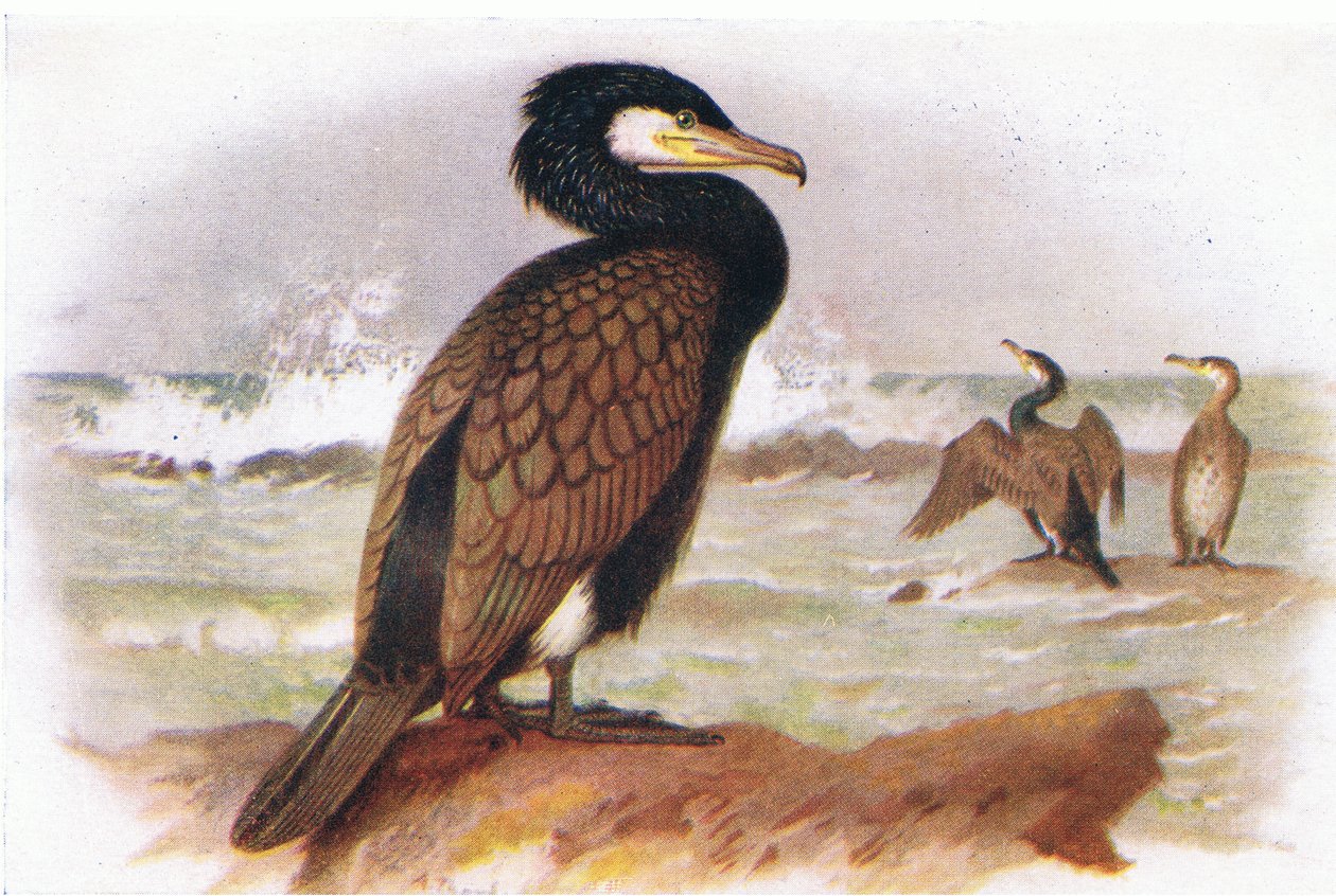 Kormoran autorstwa Archibald Thorburn