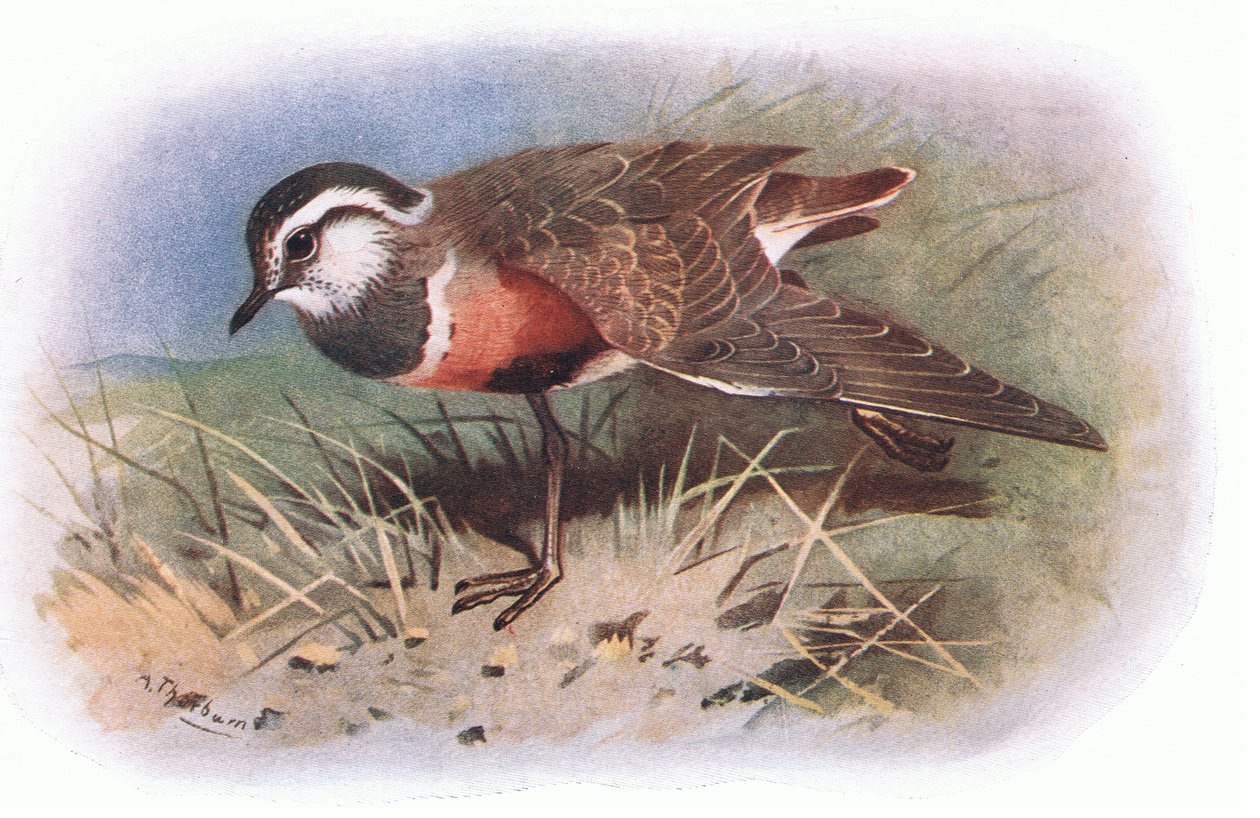 Dotterell, z British Birds wydanego przez Longmans, 1932 autorstwa Archibald Thorburn