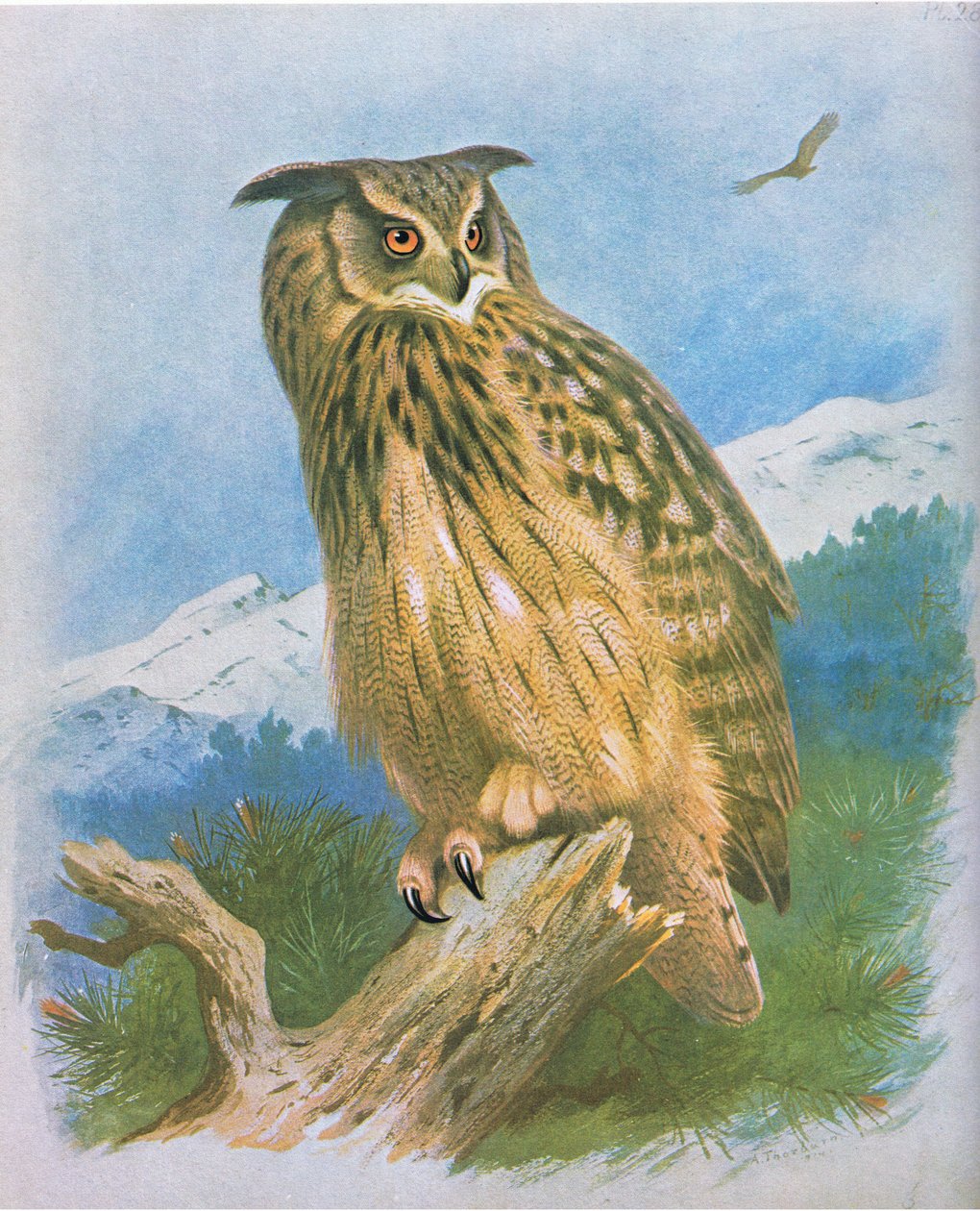 Puchacz, wyd. przez Book Club Associates, 1972 autorstwa Archibald Thorburn