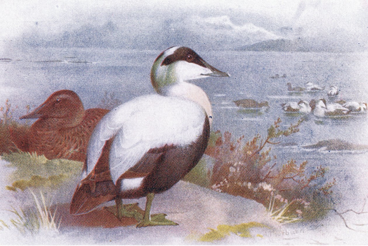 Edredon autorstwa Archibald Thorburn