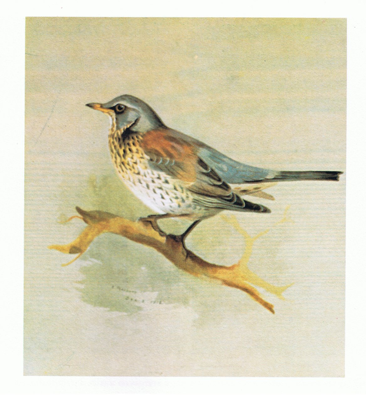 Fieldfare, wyd. przez Book Club Associates, 1972 autorstwa Archibald Thorburn