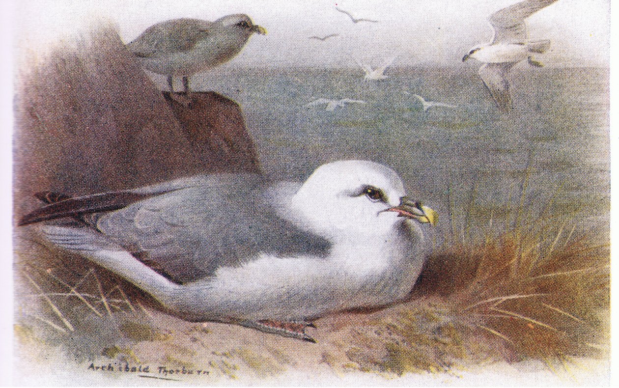 Petrel autorstwa Archibald Thorburn
