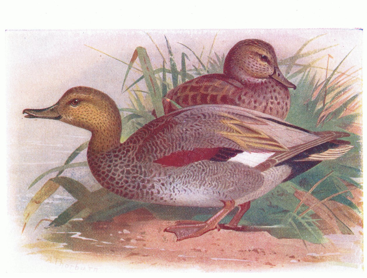 Krakwa autorstwa Archibald Thorburn